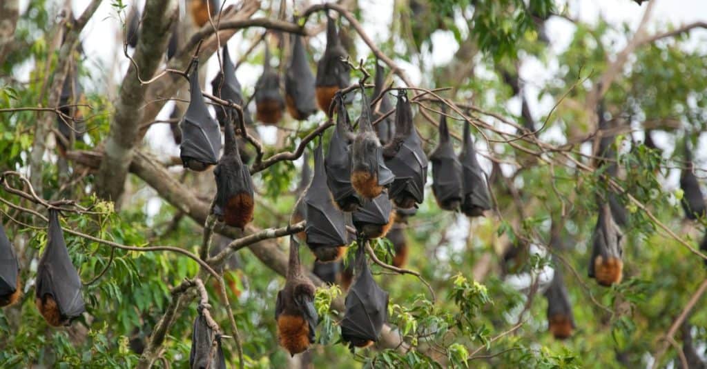 Fruit Bat Colony