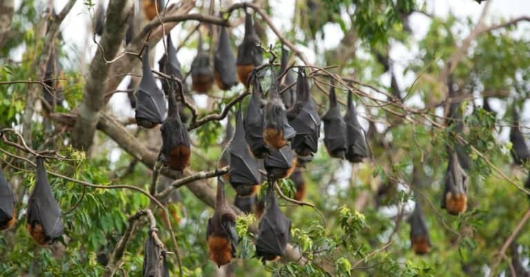 Fruit Bat Colony