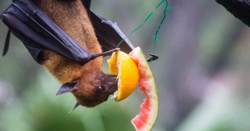 Fruit Bat Animal Facts - AZ Animals