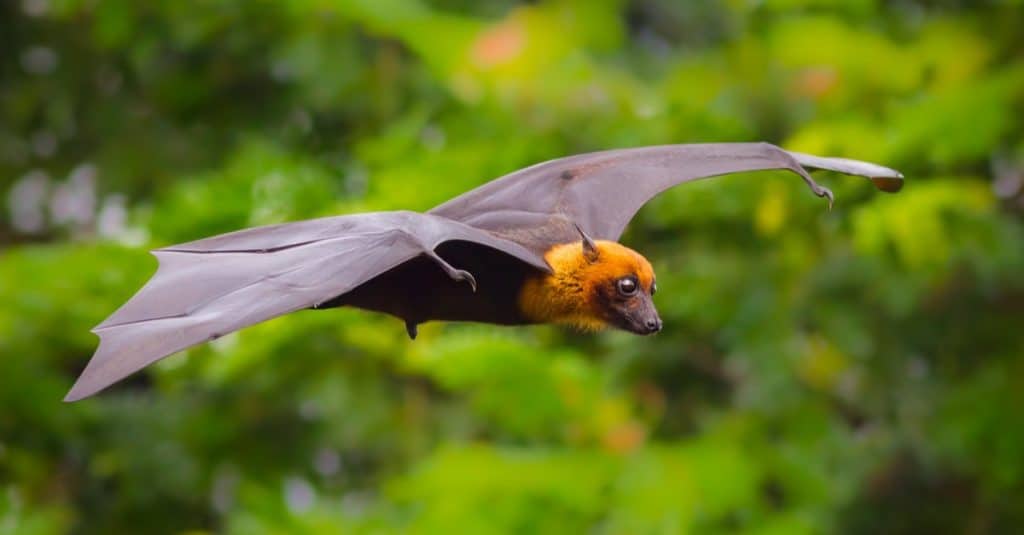 Flying male Fruit bat, Lyle's flying fox (Pteropus lylei) with green background in nature of Thailand