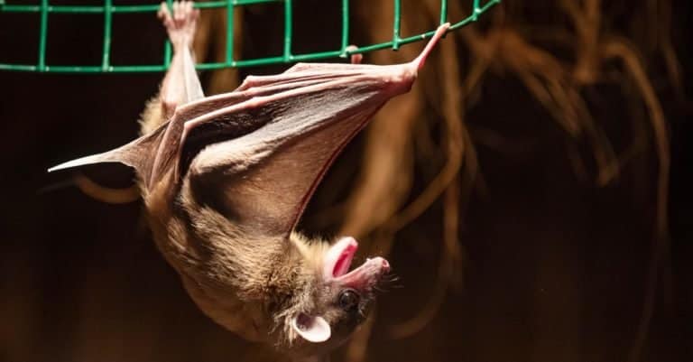 Egyptian Fruit Bat hanging head down