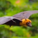 Fruit bats