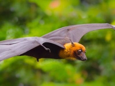 Fruit Bat Picture