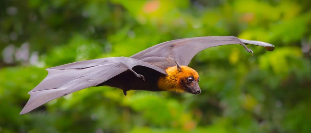 Fruit Bat Animal Facts - AZ Animals