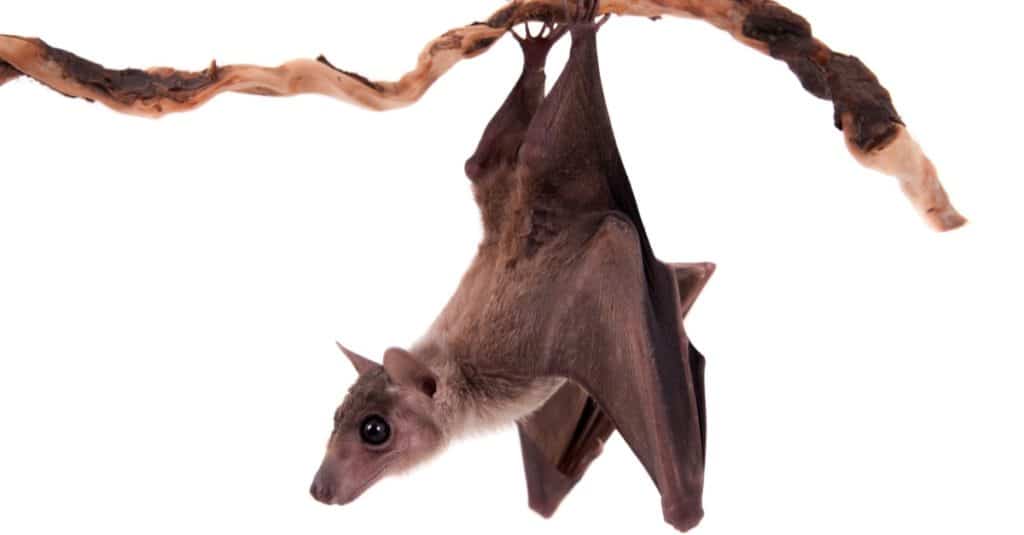 Egyptian fruit bat or rousette, Rousettus aegyptiacus. on white background