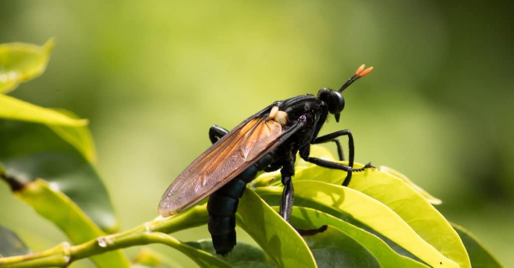 The largest fly in the world is Gauromydas heros