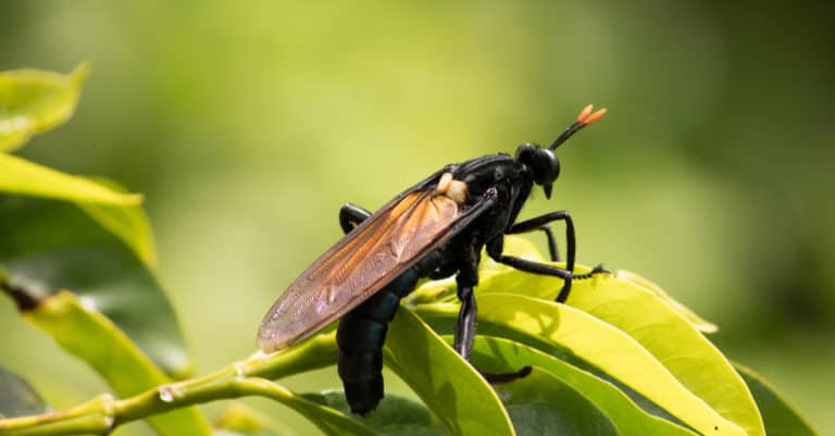 Largest Insects - Mydas Flies