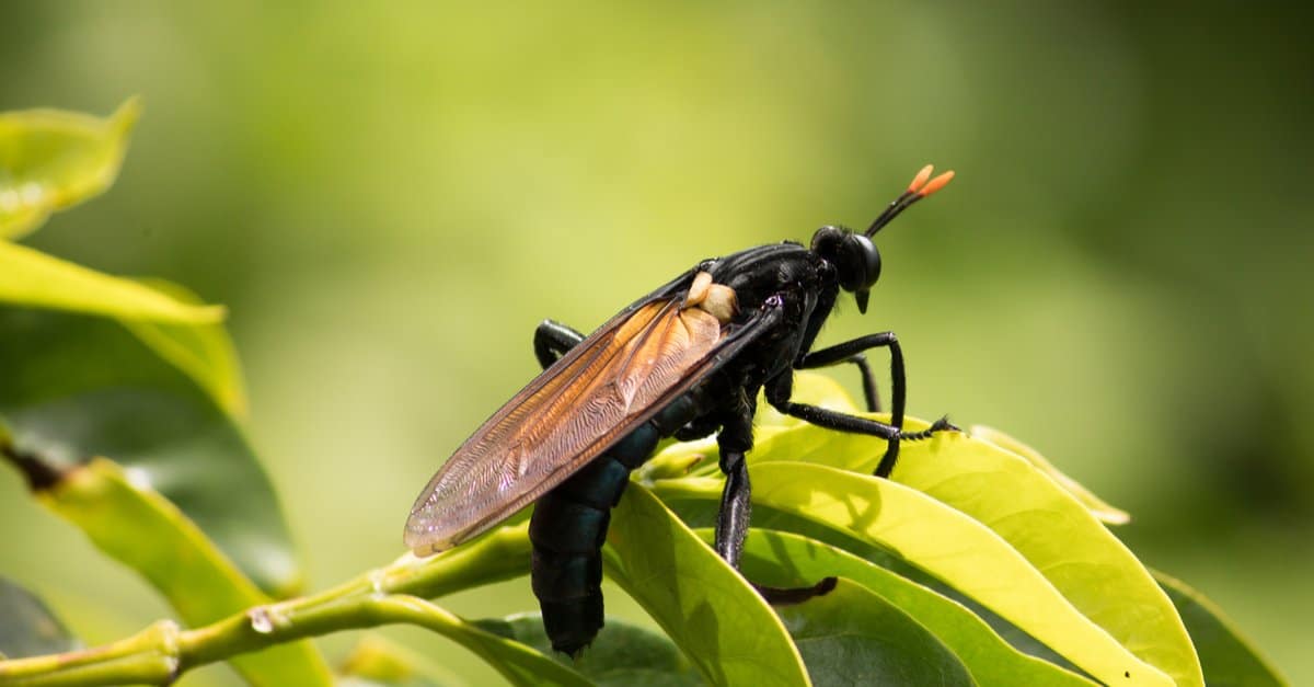 Largest Insects - Mydas Flies