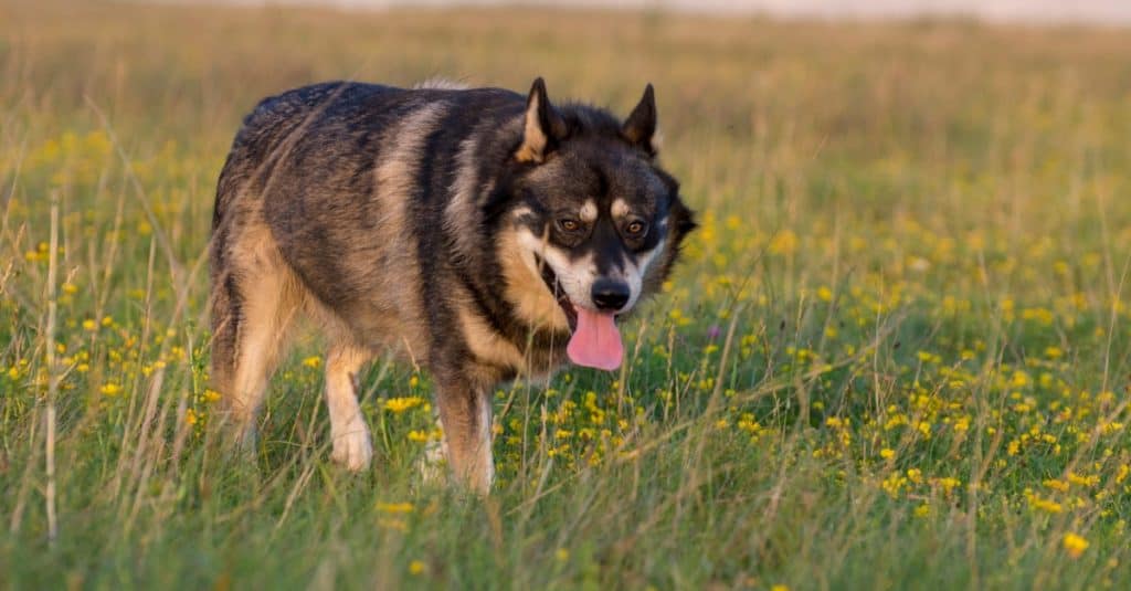 Gerberian Shepsky standing in a field