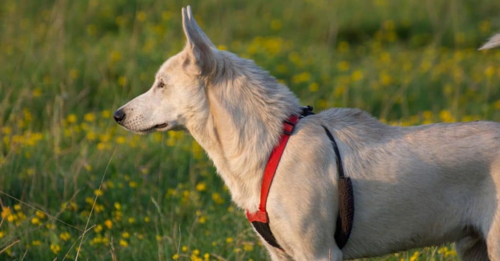 Gerberian Shepsky standing in field with flowers