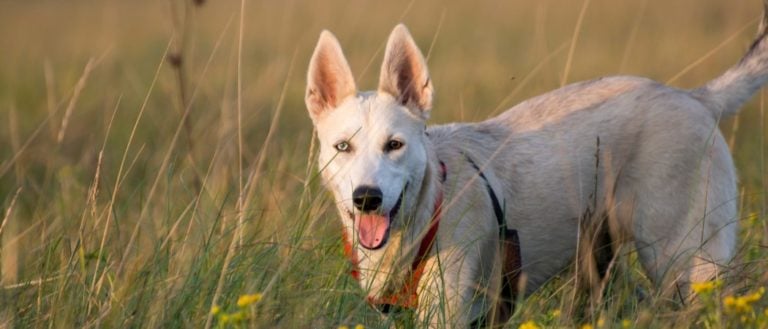 Gerberian Shepsky