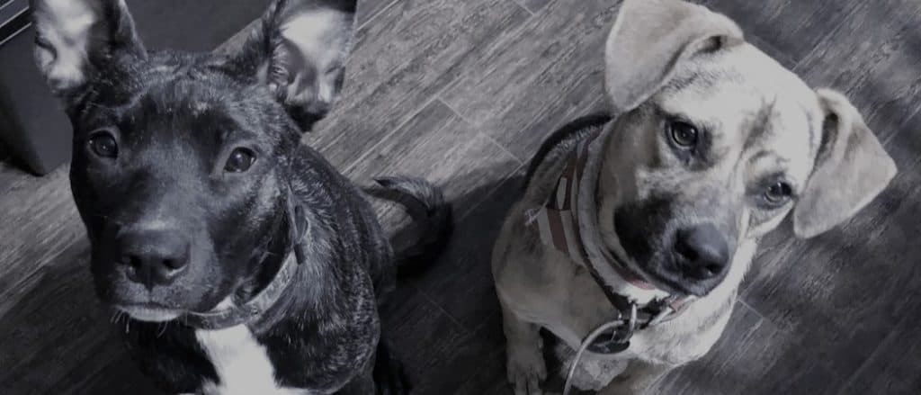 Two German Sheppit dogs sitting