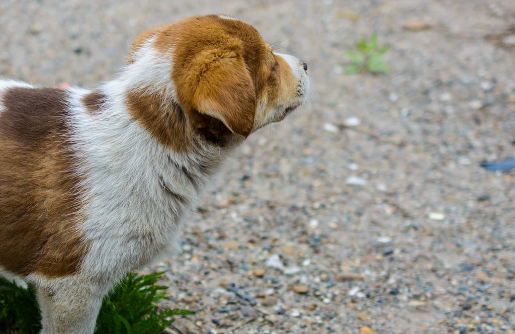 Accidents and Disasters, Affectionate, Animal, Backgrounds, Barren A homeless puppy guards a small island of green grass. The concept of ecology, climate change, global warming, sustainable development, conservation of the planet for future generations. Kind puppy. *Peagle puppy