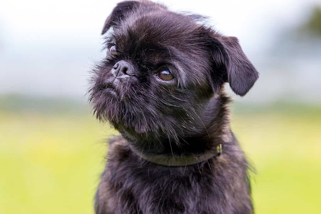 Animal, Beauty, Color Image, Cute, Denmark Beautiful dog photographed outdoors in nature. *Pugshire