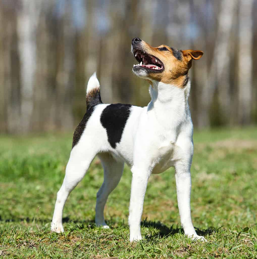 Russell - New Zealand, Terrier, 2015, Alertness, Animal