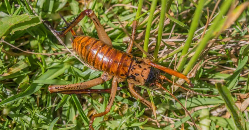 Largest Insects - Giant Weta