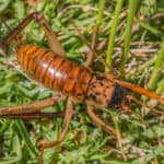 The Giant Weta is the largest flightless cricket.