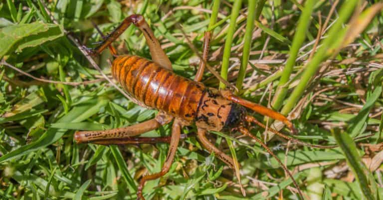 Largest Insects - Giant Weta