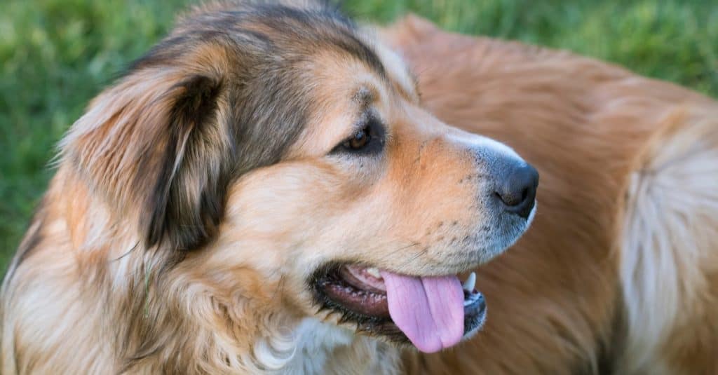 Happy Golden Shepherd Mixed Breed Dog