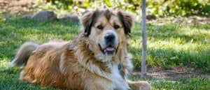 Golden Shepherd resting in the shade