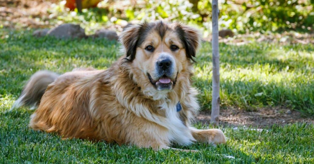 A large, golden shepherd dog rests in the shade of a backyard tree