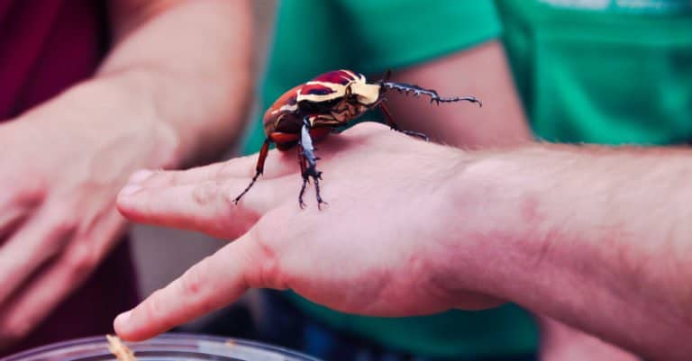 Largest Insects - Goliath Beetles