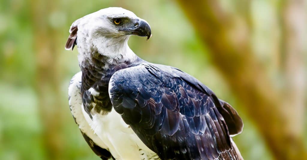 Largest Birds of Prey - Harpy Eagle