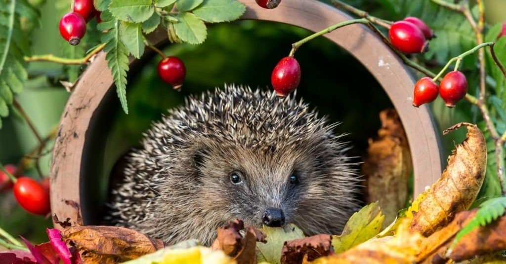 A hedgehog laying in fallen leaves near a green plant with red fruit.