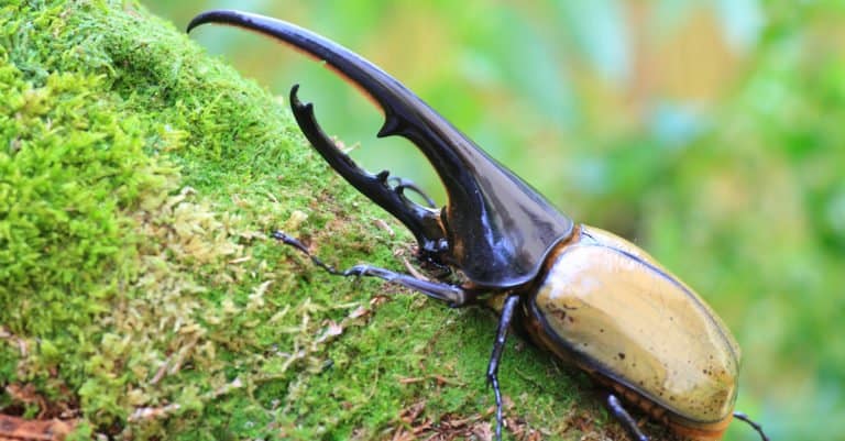 Largest Insects - Hercules Beetle