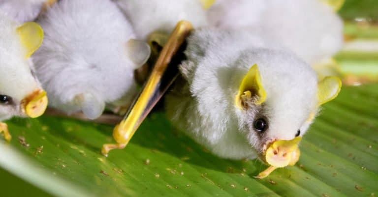 Honduran White Bats with yellow ears and yellow nose.