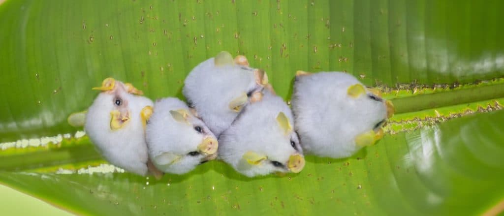 Honduran white bat (Ectophylla alba), also called the Caribbean white tent-making bat