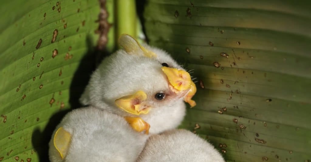 honduran white bat wings