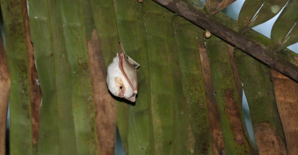 Honduran white bat hanging in a Palm branch