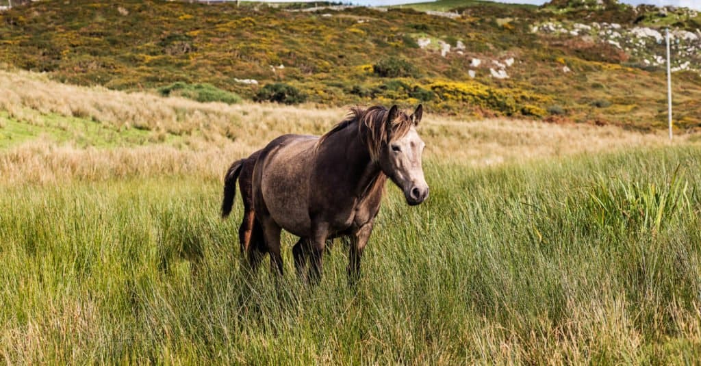 Largest Horse: Irish Horse
