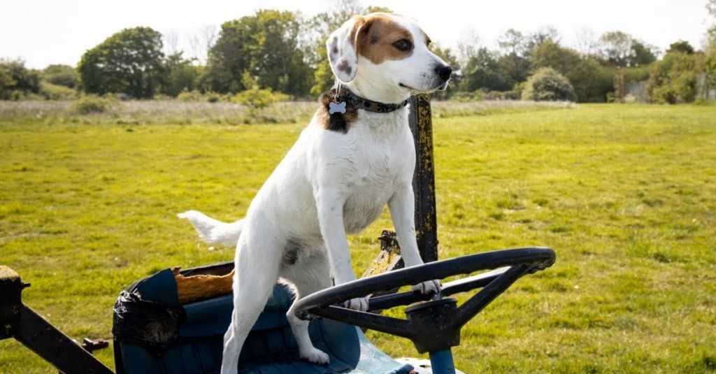 Jacabee standing on the seat of an old tractor with paws on the steering wheel.