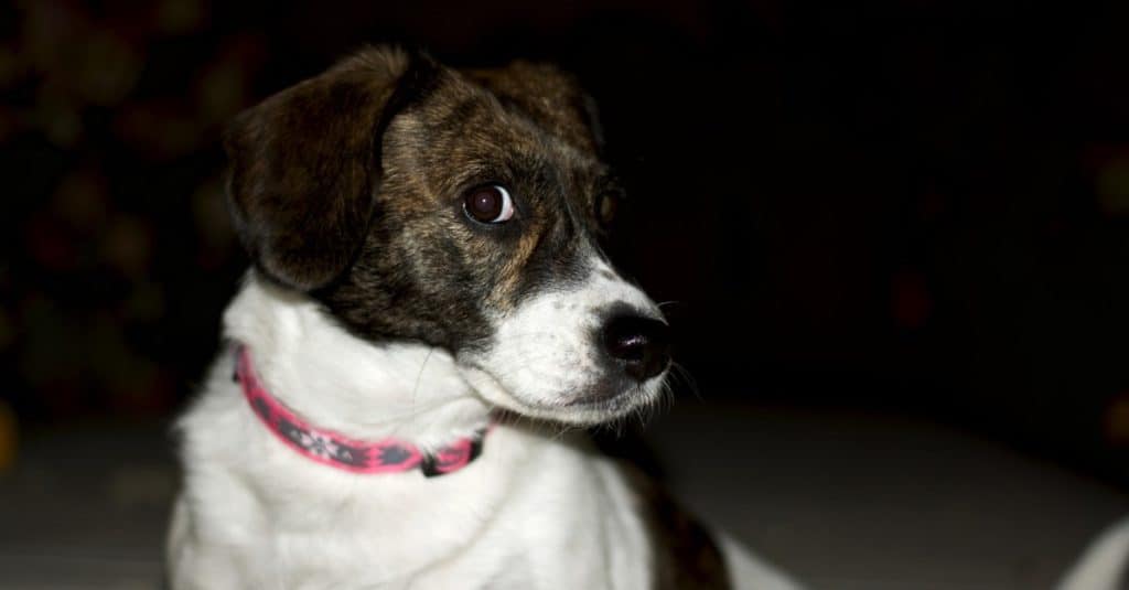 Portrait of a Jackabee dog facing to the right.