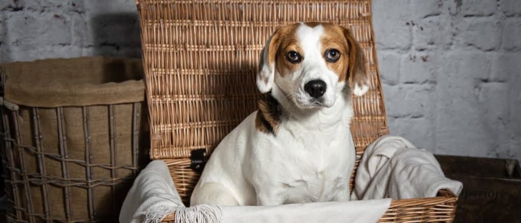 Jackabee sitting inside an empty wicker hamper