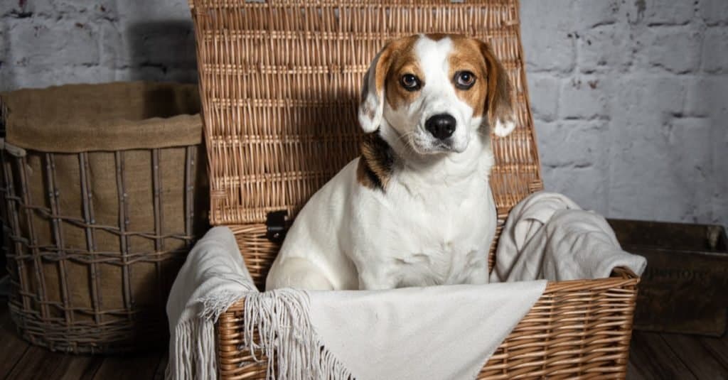 Jackabee sitting inside an empty wicker hamper.