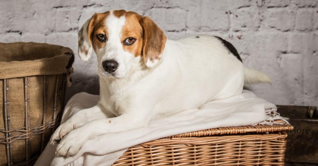 White and tan Jackabee lying on top of a wicker hamper.