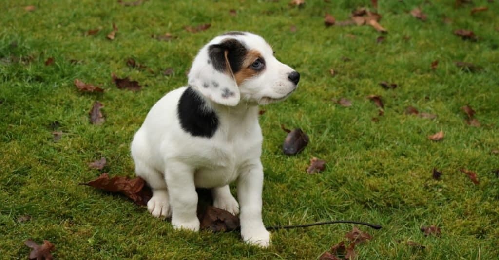 jack russell terrier beagle mix puppies