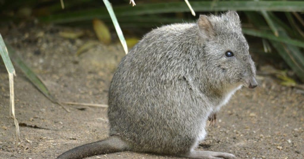 This rat kangaroo is a furry ball