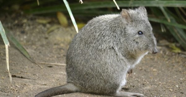 Kangaroo Rat Animal Facts - Dipodomys - A-Z Animals