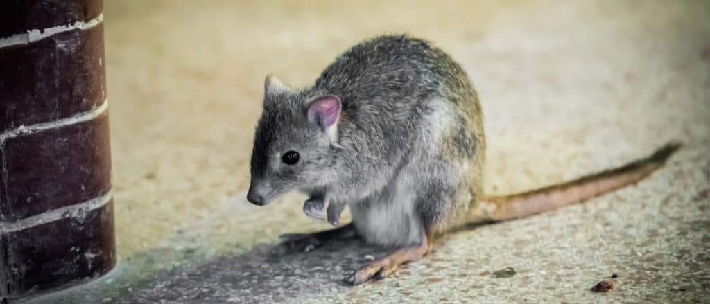 Kangaroo rat in the zoo