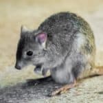 Kangaroo rats