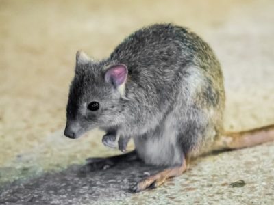 A Kangaroo Rat