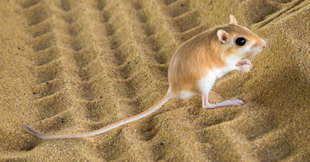 Desert kangaroo rat sitting in the sand