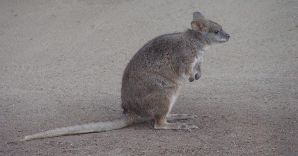 Kangaroo Rat (at the zoo)