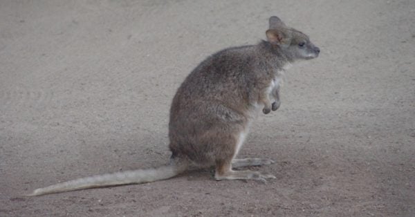 Kangaroo Rat Animal Facts - Dipodomys - A-Z Animals