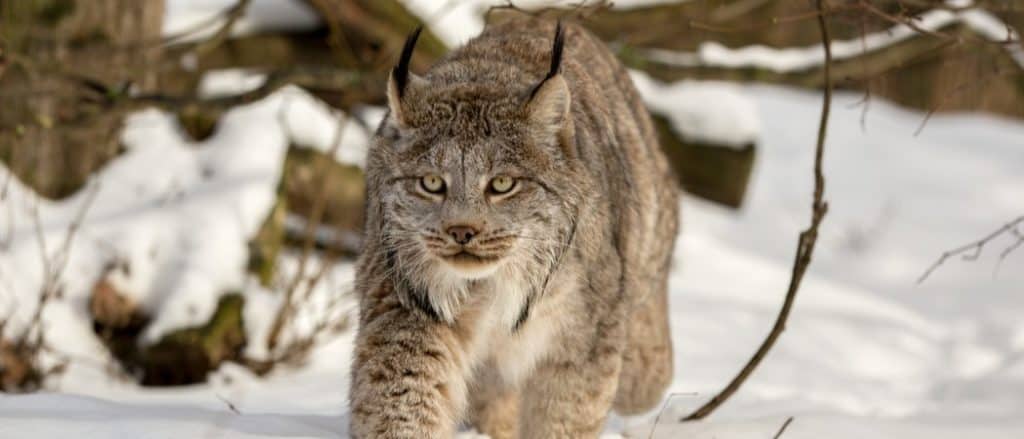 Lynx