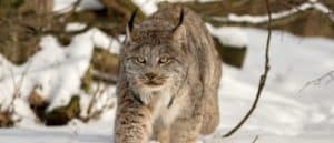 Watch Two Male Lynx Dispute Their Territory on a Deserted Road Picture